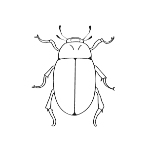 How To Draw a Water Beetle - Step-By-Step Tutorial