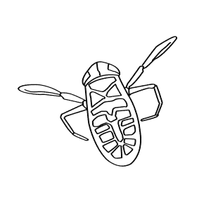 How To Draw a Water Boatman - Step-By-Step Tutorial