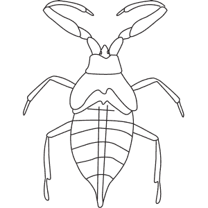 How To Draw a Water Scorpion - Step-By-Step Tutorial