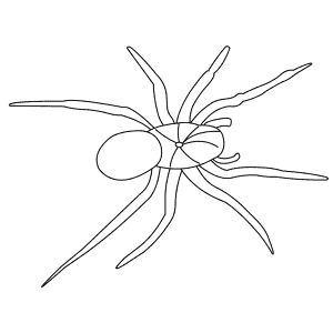 How To Draw a Water Spider - Step-By-Step Tutorial