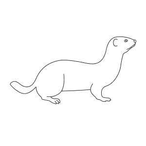 How To Draw a Weasel - Step-By-Step Tutorial