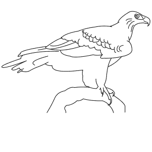 How To Draw a Wedge-Tailed Eagle - Step-By-Step Tutorial