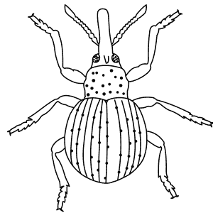 How To Draw a Weevil - Step-By-Step Tutorial