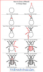 How to Draw a Weevil