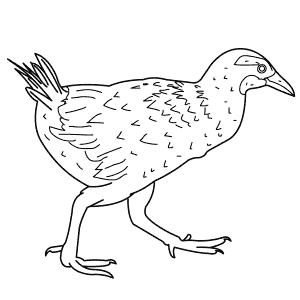 How To Draw a Weka - Step-By-Step Tutorial