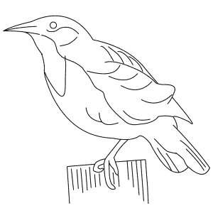 How To Draw a Western Meadowlark - Step-By-Step Tutorial