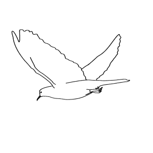 How To Draw a White-Winged Dove - Step-By-Step Tutorial