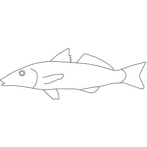 How To Draw a Whiting - Step-By-Step Tutorial