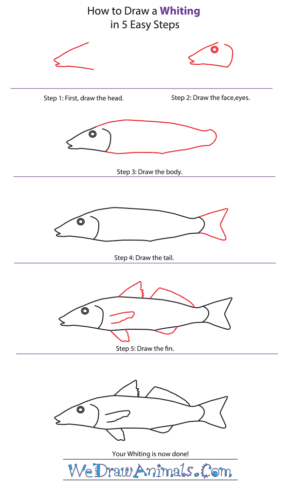How to Draw a Whiting - Step-by-Step Tutorial