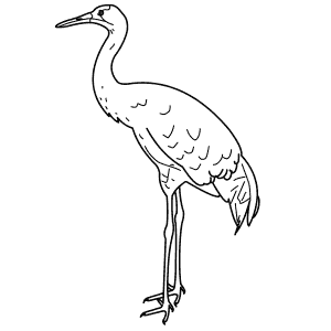 How To Draw a Whooping Crane - Step-By-Step Tutorial