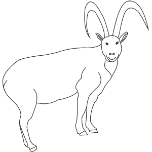 How To Draw a Wild Goat - Step-By-Step Tutorial