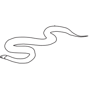 How To Draw a Woma Python - Step-By-Step Tutorial