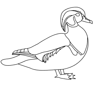 How To Draw a Wood Duck - Step-By-Step Tutorial