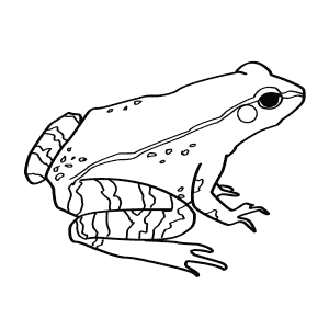 How To Draw a Wood Frog - Step-By-Step Tutorial