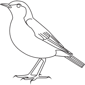 How To Draw a Wood Thrush - Step-By-Step Tutorial