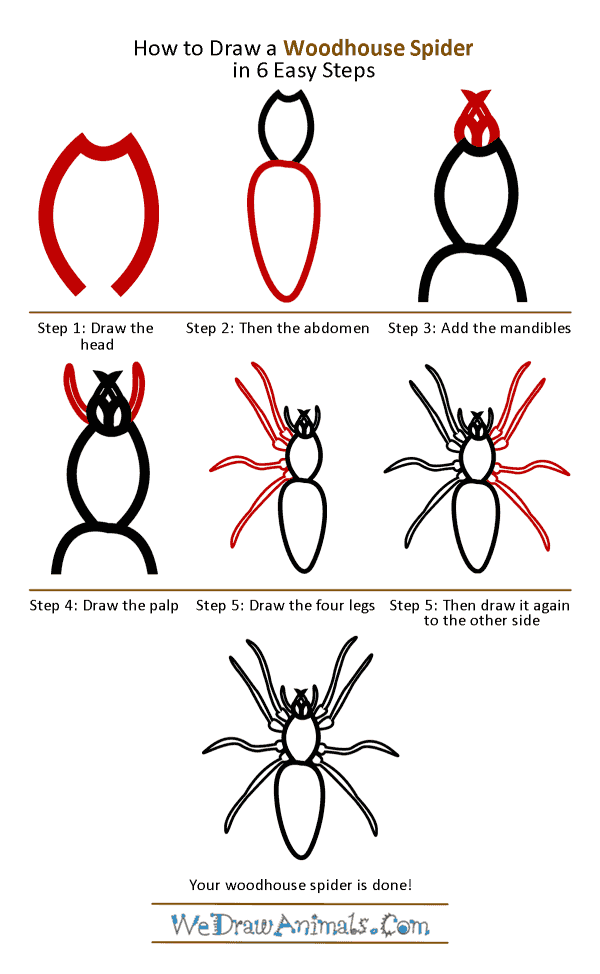 How to Draw a Woodlouse Spider - Step-by-Step Tutorial