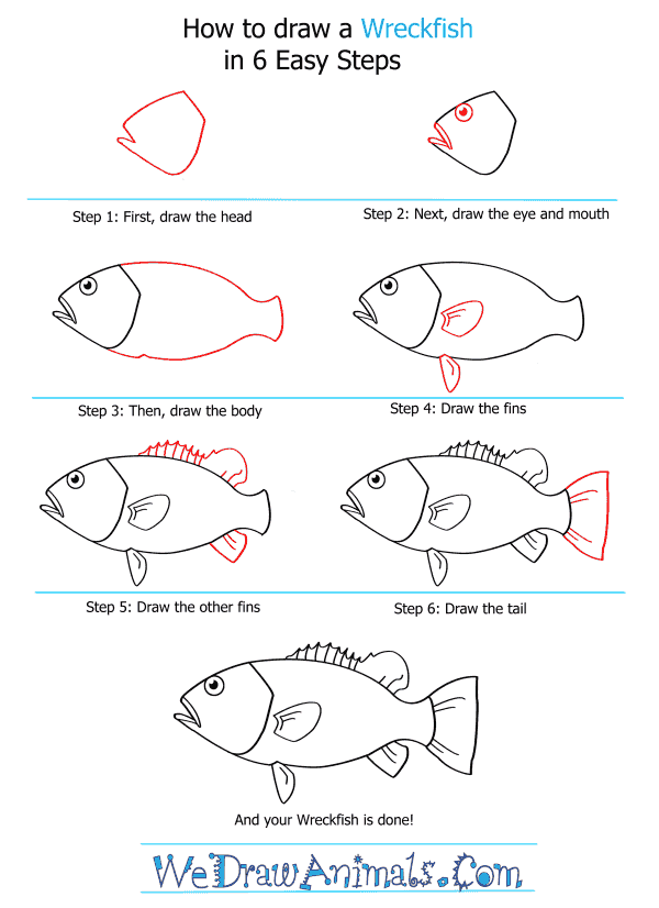How to Draw a Wreckfish - Step-by-Step Tutorial