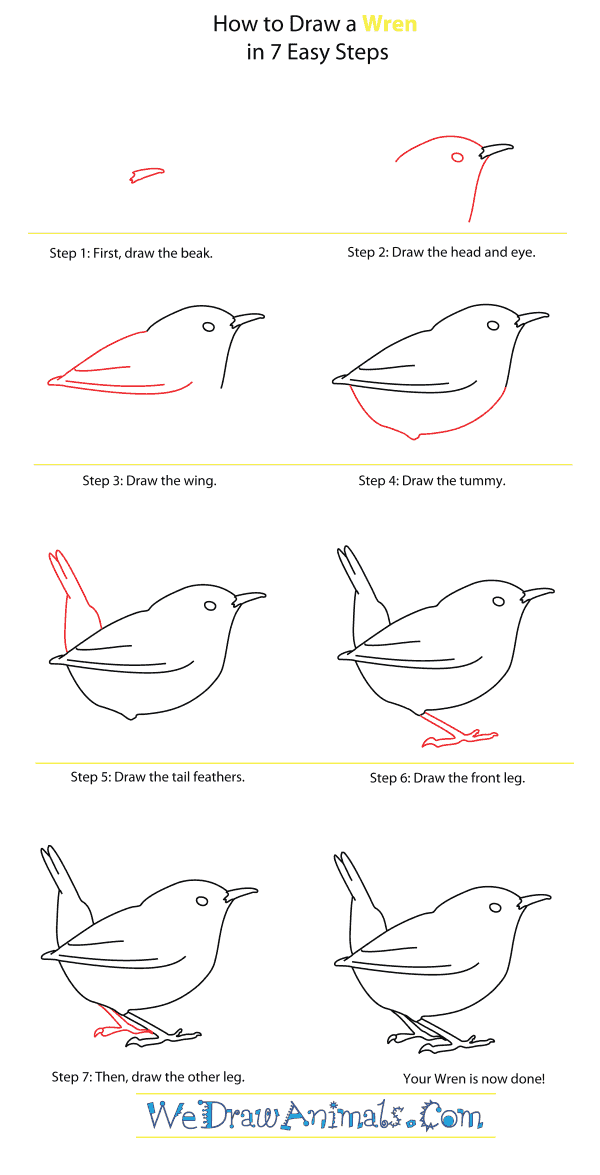 How to Draw a Wren - Step-By-Step Tutorial