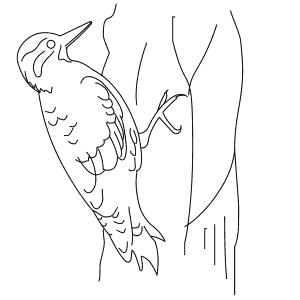 How To Draw a Yellow-Bellied Sapsucker - Step-By-Step Tutorial