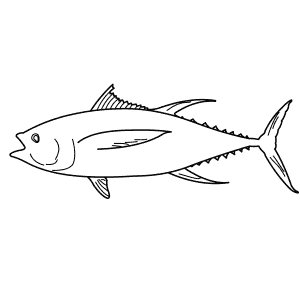 How To Draw a Yellowfin Tuna - Step-By-Step Tutorial