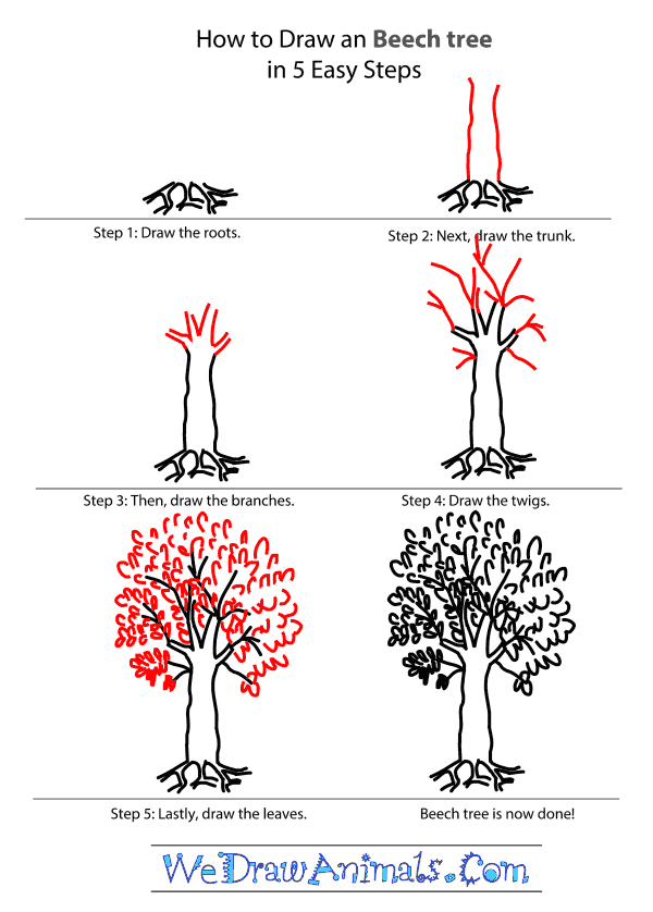 How to Draw a Beech Tree