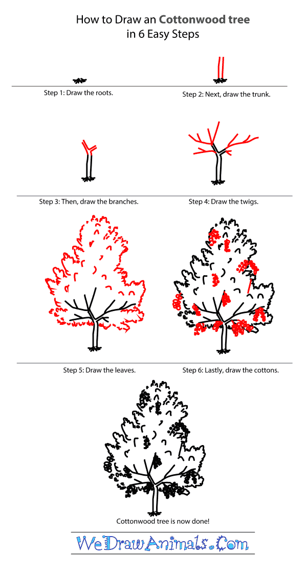 How to Draw a Cottonwood Tree