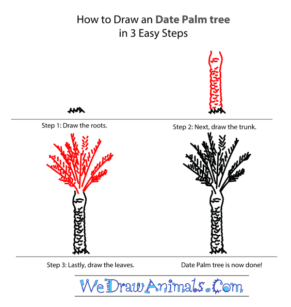 How to Draw a Date Palm Tree