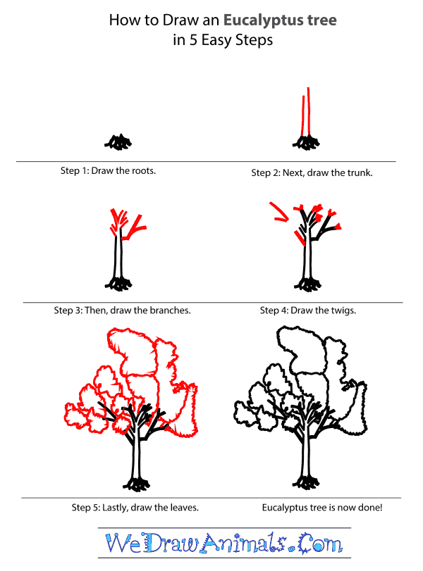 How to Draw an Eucalyptus Tree