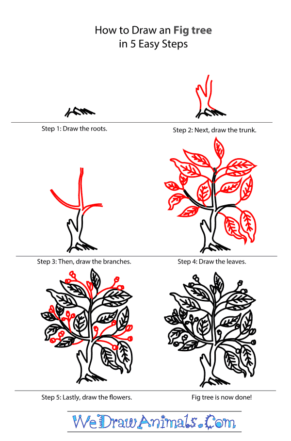 How to Draw a Fig Tree