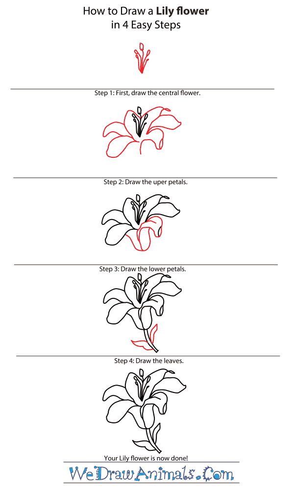 How to Draw a Lily Flower