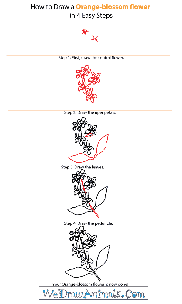 How to Draw an OrangeBlossom Flower