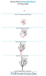 How to Draw a Periwinkle Flower