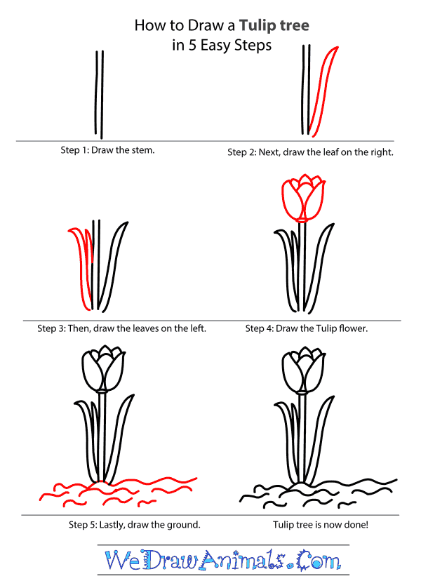 How to Draw a Tulip Tree