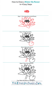 How to Draw a Water-Lily Flower