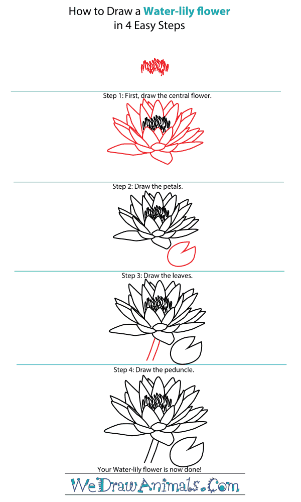 How to Draw a WaterLily Flower