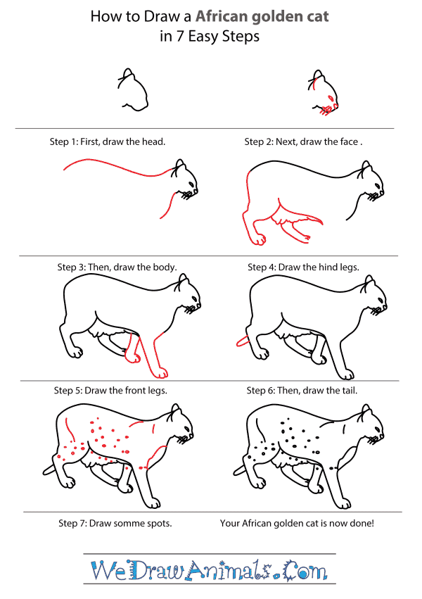 How to Draw an African Golden Cat - Step-by-Step Tutorial