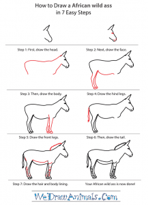 How to Draw an African Wild Ass