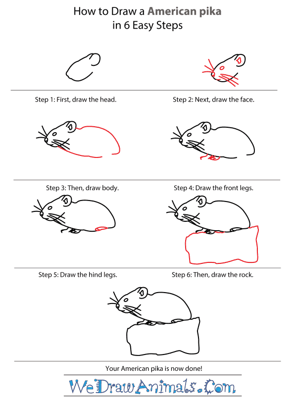 How to Draw an American Pika - Step-by-Step Tutorial