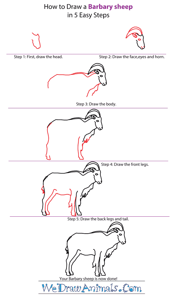 How to Draw a Barbary Sheep - Step-by-Step Tutorial