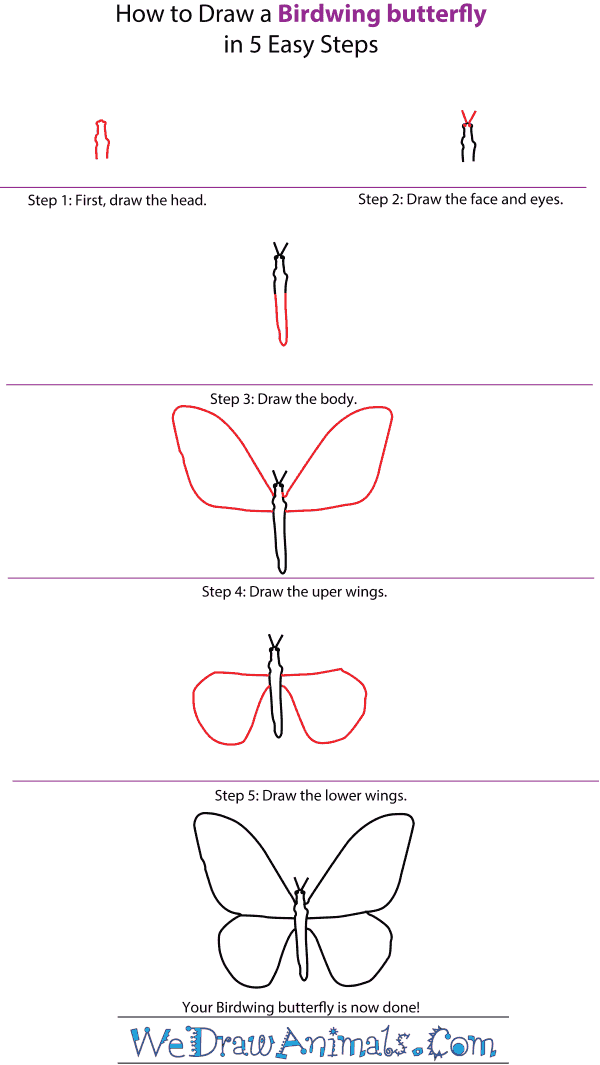 How to Draw a Birdwing Butterfly