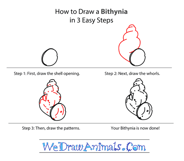 How to Draw a Bithynia - Step-by-Step Tutorial