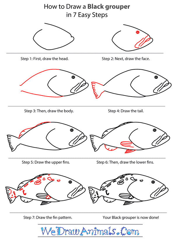 How to Draw a Black Grouper - Step-by-Step Tutorial