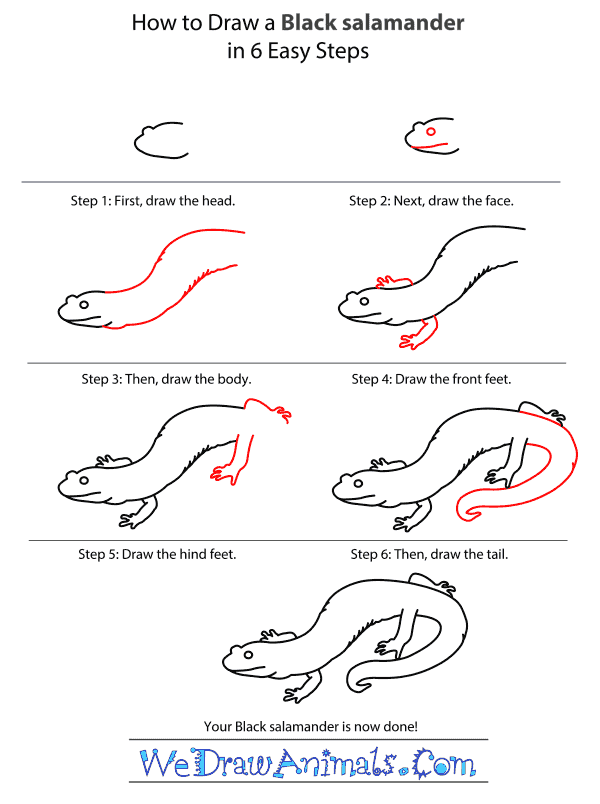 How to Draw a Black Salamander - Step-by-Step Tutorial