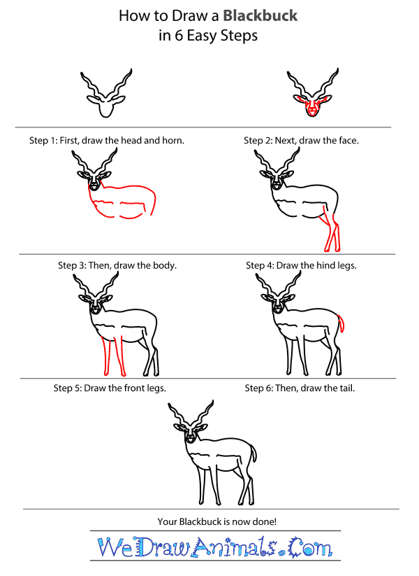 How to Draw a Blackbuck - Step-by-Step Tutorial