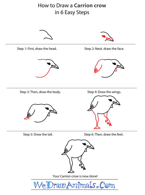How to Draw a Carrion Crow - Step-by-Step Tutorial