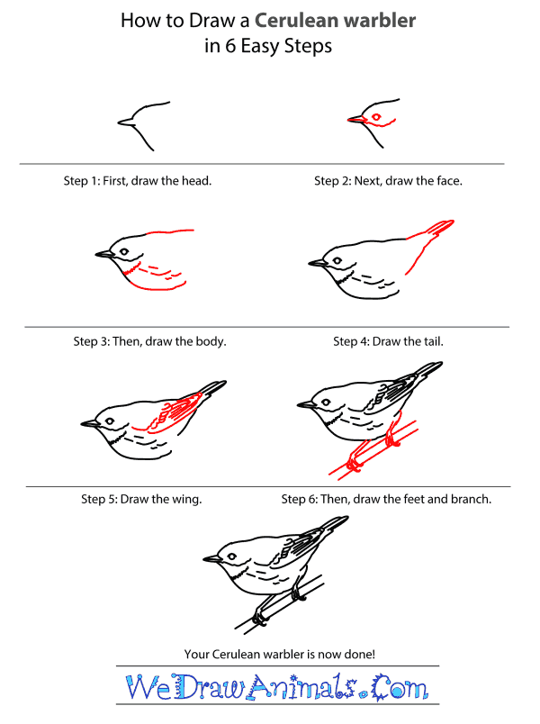 How to Draw a Cerulean Warbler - Step-by-Step Tutorial