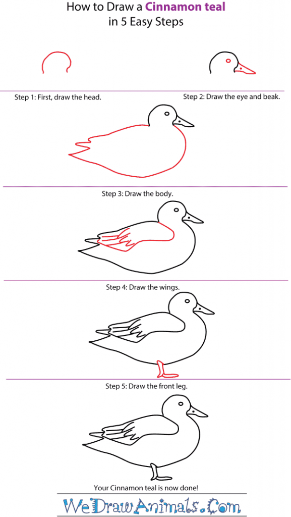 How to Draw a Cinnamon Teal