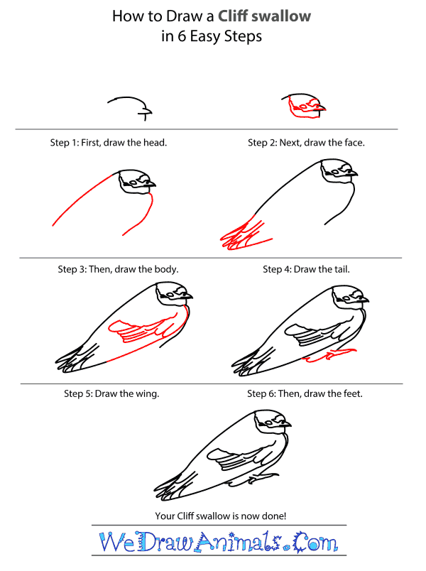 How to Draw a Cliff Swallow - Step-by-Step Tutorial