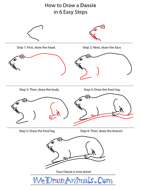 How to Draw a Dassie - Step-by-Step Tutorial