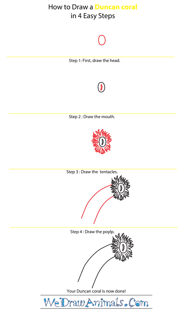 How to Draw a Duncan Coral - Step-by-Step Tutorial